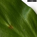 SpeciesSub: 'Trabzon'